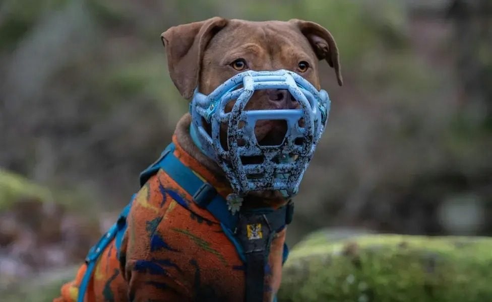 Perro con bozal durante un paseo · Campaña de tenencia responsable de Santiago Temple